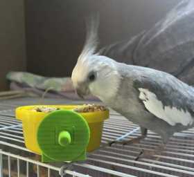 Lost Cockatiel