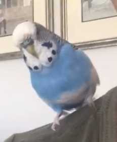 Lost Budgerigar