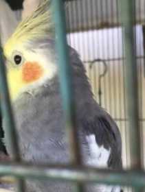 Lost Cockatiel