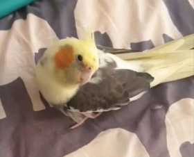 Lost Cockatiel