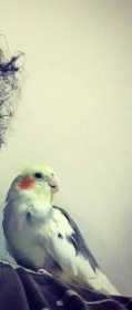 Lost Cockatiel