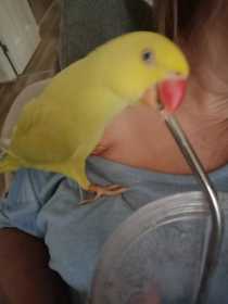 Lost Indian Ringneck Parakeet