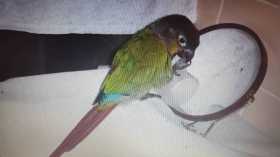 Lost Conure