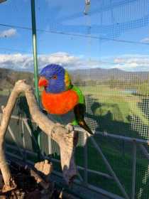 Lost Lory / Lorikeet