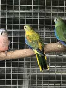 Lost Turquoise / Turk