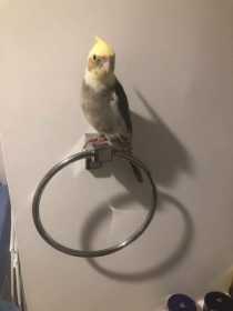 Lost Cockatiel