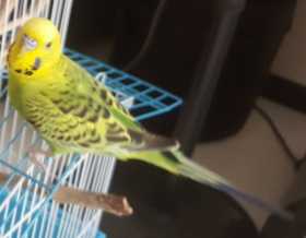 Lost Budgerigar