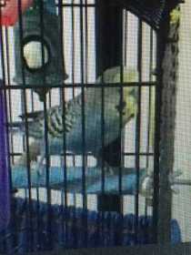 Lost Budgerigar