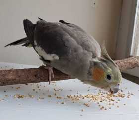 Lost Cockatiel