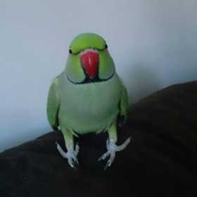 Lost Indian Ringneck Parakeet