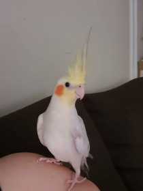 Lost Cockatiel