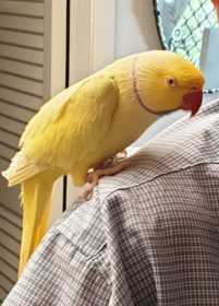 Lost Indian Ringneck Parakeet