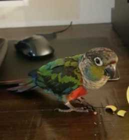 Lost Conure