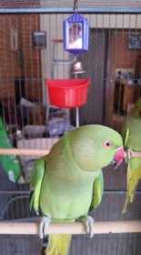 Lost Indian Ringneck Parakeet