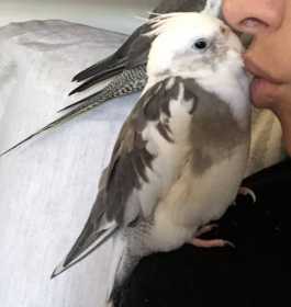 Lost Cockatiel