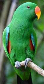 Lost Eclectus