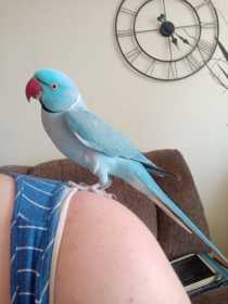 Lost Indian Ringneck Parakeet