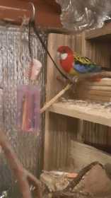 Lost Rosella