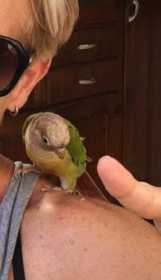 Lost Conure