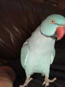 Lost Indian Ringneck Parakeet