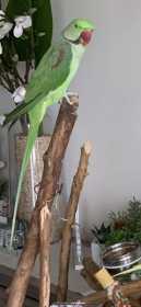 Lost Alexandrine
