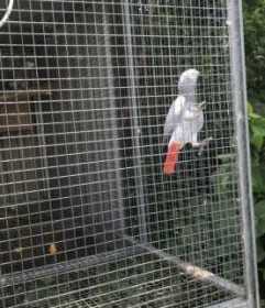 Lost African Grey