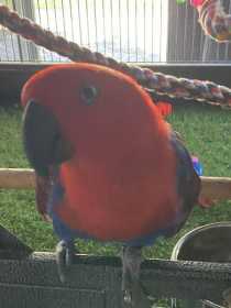 Lost Eclectus