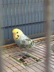 Lost Budgerigar