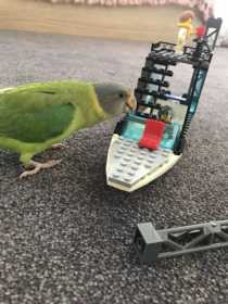 Lost Plum-Headed Parakeet