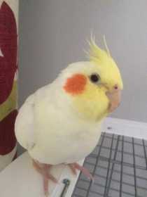 Lost Cockatiel