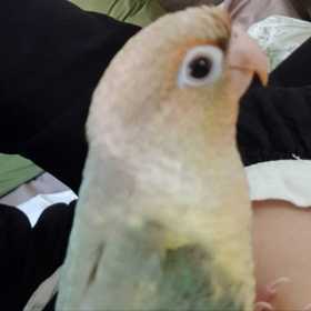 Lost Conure