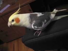 Lost Cockatiel