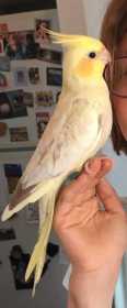 Lost Cockatiel