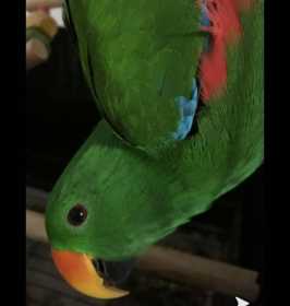 Lost Eclectus