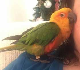 Lost Conure