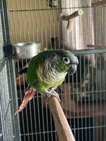 Lost Conure