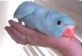 Lost Indian Ringneck Parakeet