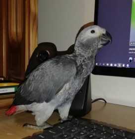 Lost African Grey