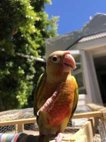 Lost Conure