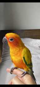 Lost Conure