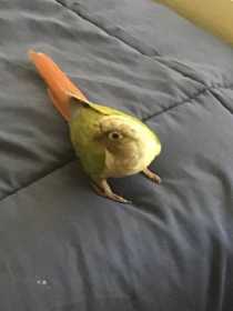 Lost Conure