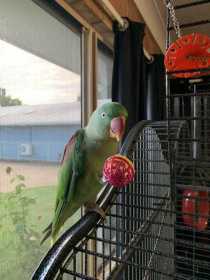 Lost Alexandrine