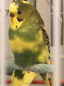 Lost Budgerigar