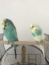 Lost Budgerigar