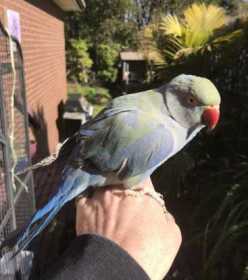 Lost Indian Ringneck Parakeet