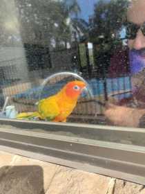 Lost Conure