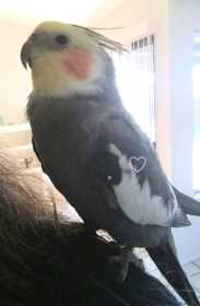 Lost Cockatiel