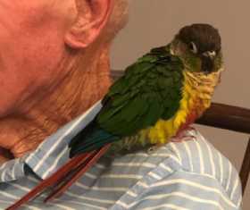 Lost Conure