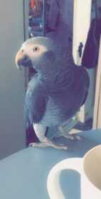 Lost African Grey