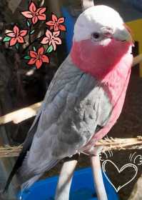 Lost Galah Cockatoo